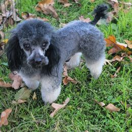 Levi - Poodle