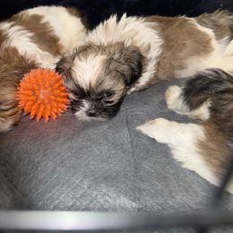 Shih Tzu Puppies from Little Healthy Purebred Pups