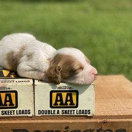 Brittany Puppies from HillTop Brittany Kennel