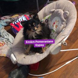 Gypsy spayed 6 yr old - Black and tan female Pomeranian puppy in Kentucky from Em&M Pomeranians