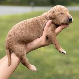 Coming Soon - Red  male Poodle puppy in Spring Hill, Florida from Lecanto Puppy
