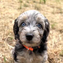 Aussiedoodle, Bordoodle, Goldendoodle, and Poodle Puppies from Korbella Farm