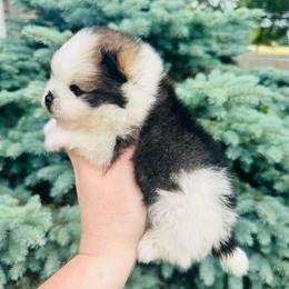 Ace - Black parti male Pomeranian puppy in Waterloo, Indiana from Garcias Pomeranian