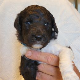 Poodle Puppies from Chapel Hill Poodles