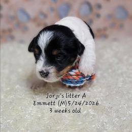 Emmett - Black tan and white male Biewer Terrier puppy in Conetoe, North Carolina from Southern Belle's Biewer Terriers & Papillons