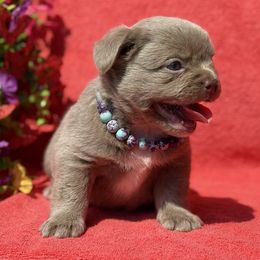 Blanch - Fawn female French Bulldog puppy in Lincoln, Arkansas from Red Dirt Dachshunds