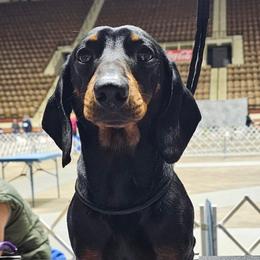 GCH CH Lucius - Dachshund