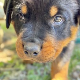 Rottweiler Puppies from Cross Creek Rottweilers