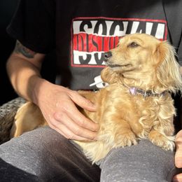 Legacy - Dachshund