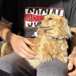 Legacy - Dachshund