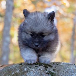 Pomsky Puppies from New World Pomskies