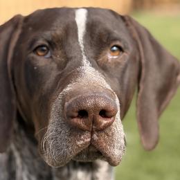 German Shorthaired Pointers from SmokePoint GSPs