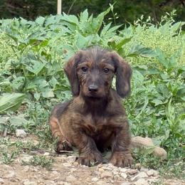 Beethoven - Brindle male Dachshund puppy in Livingston, Kentucky from Illyria Dox & GSD