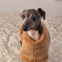 Ellie - Sable female Italian Greyhound puppy in Lakeland, Florida from Elite Doxies Florida