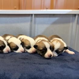 Girl 1 - female Pembroke Welsh Corgi puppy in Saint Ignatius, Montana from Rustic Barn Kennels