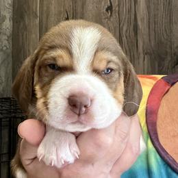 Reese - Beagle puppy from Mountain Top