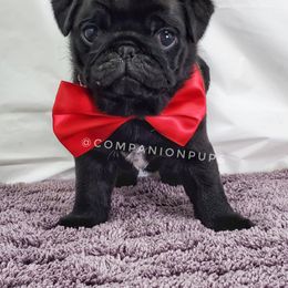 Pug Puppies from Companion Pups