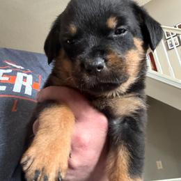Pink girl - Black and mahogany female Rottweiler puppy in Colorado Springs, Colorado from Von Locher Rotties