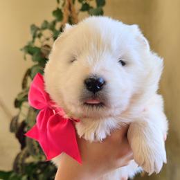 Mishka (means little bear) - White female Samoyed puppy in Downey, Idaho from Seven Diamond Samoyeds