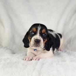 Saphire- blue collar - Black brown and white male Basset Hound puppy in Valley, Washington from Peaceful Valley Paws