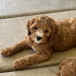 Bowie - Red male Cavapoo puppy in Glendale, Arizona from Dashing Dogs