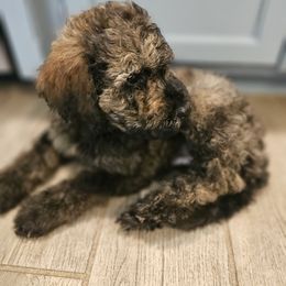 Caleb - Merle male Goldendoodle puppy in Kansas City, Missouri from Poppy's Doodles