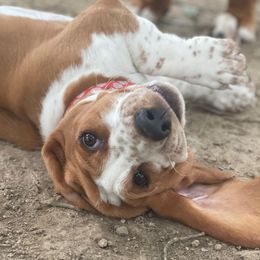 Basset Hounds from William's Basset Hounds