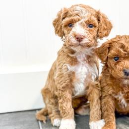 Girl 2 - Red  female Goldendoodle puppy in Montrose, Michigan from Livy’s Doodles