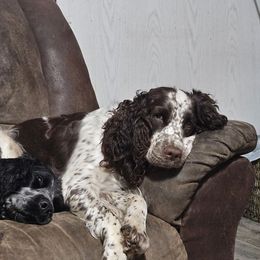 Mallory - English Springer Spaniel