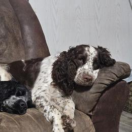 Mallory - English Springer Spaniel