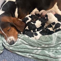 Name and photos to come - Black white and brown male Basset Hound puppy in Logan, Utah from Cache Valley Bassets