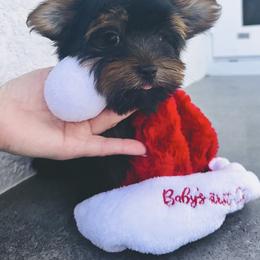 Kiki on the River - Black and gold male Yorkshire Terrier puppy in Cape Coral, Florida from Katherine’s Yorkies and Poodles