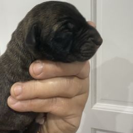Biscuit - Brindle male Great Dane puppy in Florida from Beachside Kennels