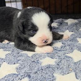 Calley - Black tri female Miniature Australian Shepherd puppy in Leonard, Texas from Tin Roof Aussies