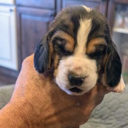 Casper- Yellow Collar - Black tan and white male Basset Hound puppy in Duchesne, Utah from HI Desert Hounds