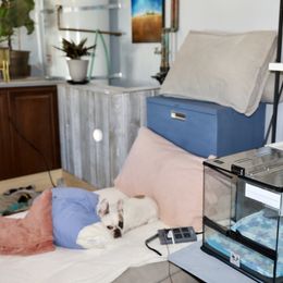 French Bulldog Puppies from Camp Fine Frenchies