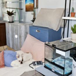 French Bulldog Puppies from Camp Fine Frenchies