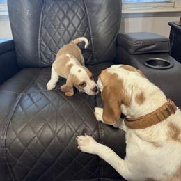 Andy - Lemon and white male Beagle puppy in Meridianville, Alabama from Spear Lake Beagles