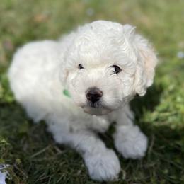 Buzz - White male Bichon Frise puppy in Concord, North Carolina from Bichon Heaven