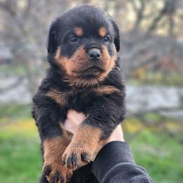 Male 3 Vom Jager Haus - Black and mahogany male Rottweiler puppy in Reynoldsburg, Ohio from Vom Jager Haus Rottweilers