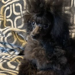 Girl 1 - Blue Poodle puppy in Texas from Makays poodles