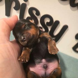 Gizmo - Black and tan male Yorkshire Terrier puppy in Clermont, Florida from Bella's Prissy Butts