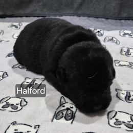 Halford   (Hal) - Black male Labrador Retriever puppy in Greenwich, Ohio from Pure Gem Kennel