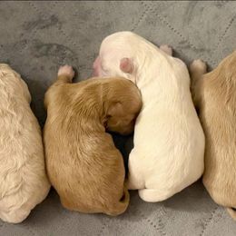 Shihpoo puppies from Lilli’s Shih tzus and Shih poos