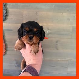 Frida - Black and tan female Cavalier King Charles Spaniel puppy in De Pere, Wisconsin from Rose Garden Kennels