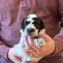 Boy 4 - Brown roan male Lagotto Romagnolo puppy in Sugar Valley, Georgia from Pinnacle Farm and Kennel
