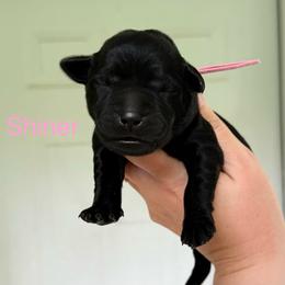 Shiner - Black female Labrador Retriever puppy in Lenoir, North Carolina from Wooten Retrievers