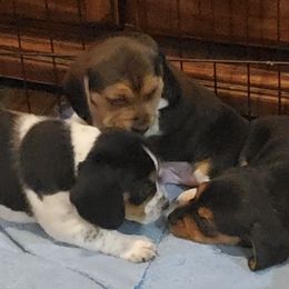 Beagles from Cindy's Beagles