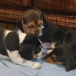 Beagles from Cindy's Beagles