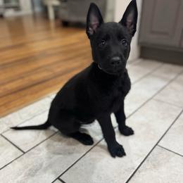 Dark Blue Collar - Black male Belgian Malinois puppy in Muskegon, Michigan from Red Acres Working Line K9s
